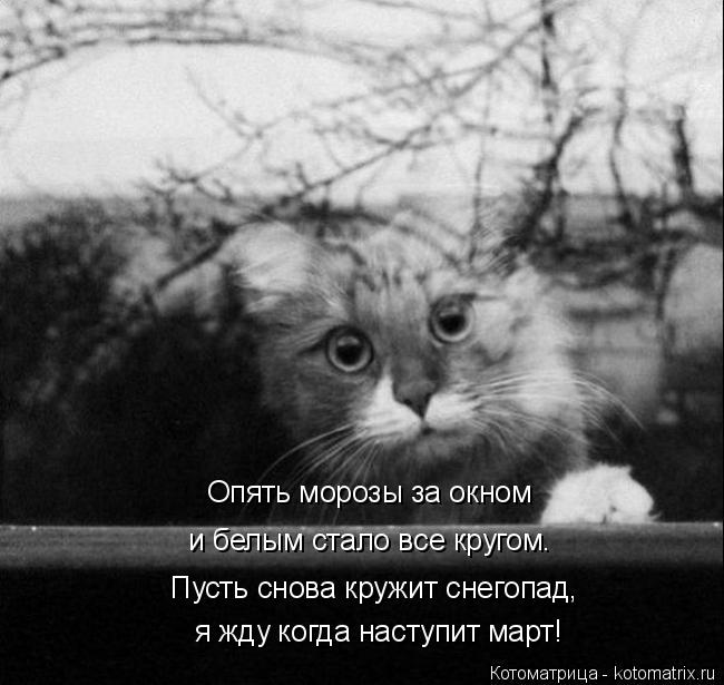 Опять морозы за окном и белым стало все кругом. я жду когда наступит март! Пусть снова кружит снегопа... Котоматрица: Опять морозы за окном и белым стало все кругом. я жду когда наступит март! Пусть снова кружит снегопад,