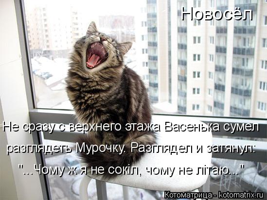 Новосёл Не сразу с верхнего этажа Васенька сумел разглядеть Мурочку. Разглядел и затянул: "...Чому ж ... Котоматрица: Новосёл Не сразу с верхнего этажа Васенька сумел разглядеть Мурочку. Разглядел и затянул: "...Чому ж я не сокiл, чому не лiтаю..."