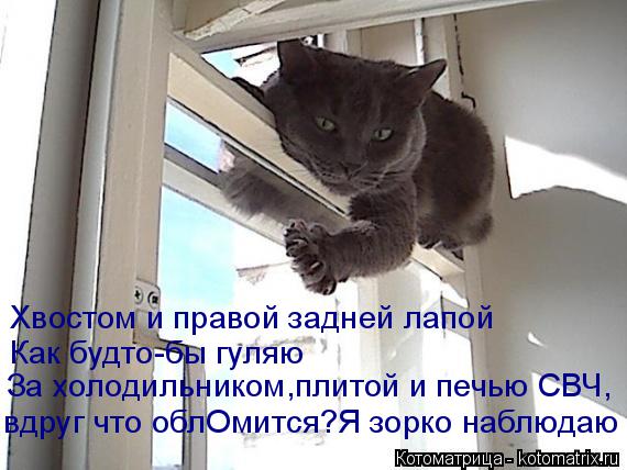 За холодильником,плитой и печью СВЧ, Хвостом и правой задней лапой Как будто-бы гуляю вдруг что облОм... Котоматрица: За холодильником,плитой и печью СВЧ, Хвостом и правой задней лапой Как будто-бы гуляю вдруг что облОмится?Я зорко наблюдаю