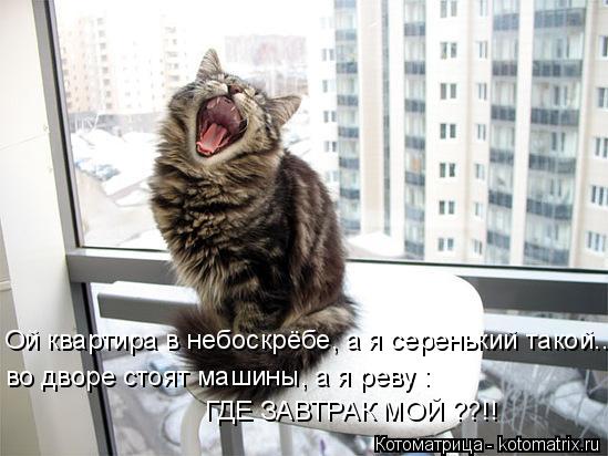 Ой квартира в небоскрёбе, а я серенький такой.. ГДЕ ЗАВТРАК МОЙ ??!! во дворе стоят машины, а я реву ... Котоматрица: Ой квартира в небоскрёбе, а я серенький такой.. ГДЕ ЗАВТРАК МОЙ ??!! во дворе стоят машины, а я реву :