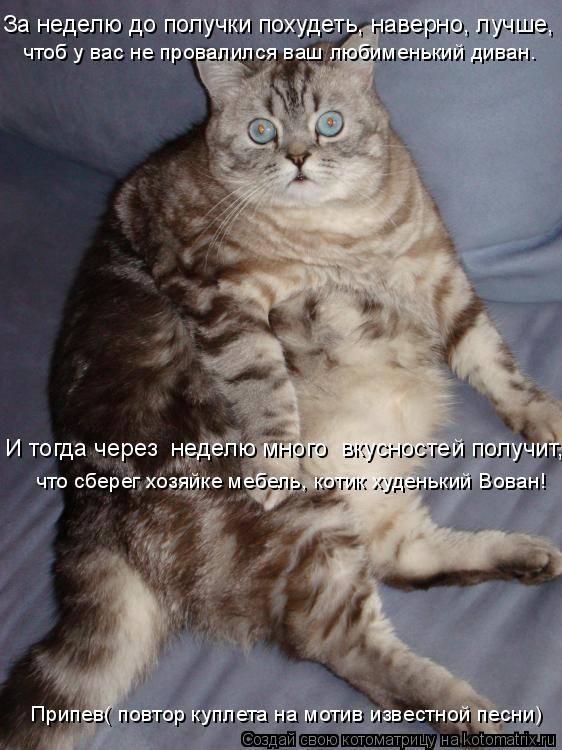 За неделю до получки похудеть, наверно, лучше, чтоб у вас не провалился ваш любименький диван. что с... Котоматрица: За неделю до получки похудеть, наверно, лучше, чтоб у вас не провалился ваш любименький диван. что сберег хозяйке мебель, котик худенький Во