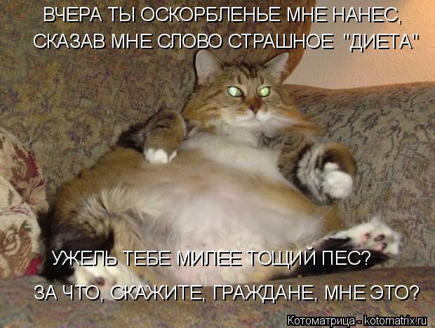 ВЧЕРА ТЫ ОСКОРБЛЕНЬЕ МНЕ НАНЕС, СКАЗАВ МНЕ СЛОВО СТРАШНОЕ "ДИЕТА" УЖЕЛЬ ТЕБЕ МИЛЕЕ ТОЩИЙ ПЕС? ЗА Ч... Котоматрица: ВЧЕРА ТЫ ОСКОРБЛЕНЬЕ МНЕ НАНЕС, СКАЗАВ МНЕ СЛОВО СТРАШНОЕ "ДИЕТА" УЖЕЛЬ ТЕБЕ МИЛЕЕ ТОЩИЙ ПЕС? ЗА ЧТО, СКАЖИТЕ, ГРАЖДАНЕ, МНЕ ЭТО?