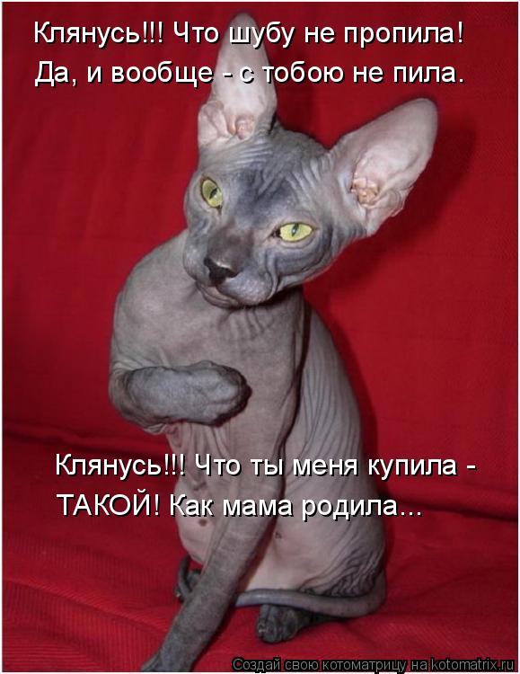 Котоматрица: Клянусь!!! Что шубу не пропила! Да, и вообще - с тобою не пила. Клянусь!!! Что ты меня купила -  ТАКОЙ! Как мама родила...