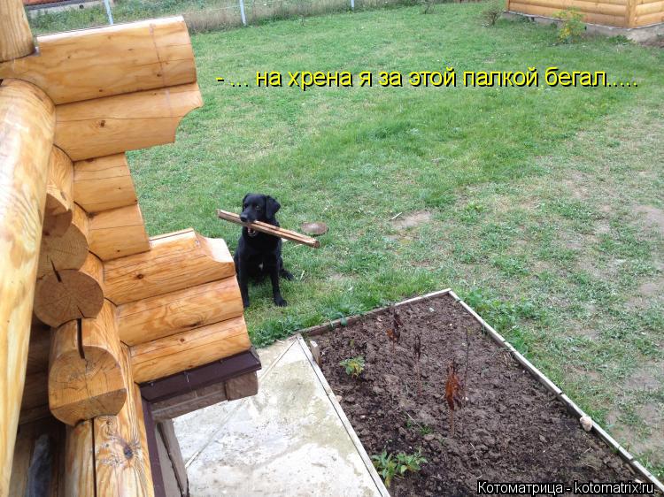 Котоматрица: - ... на хрена я за этой палкой бегал.....