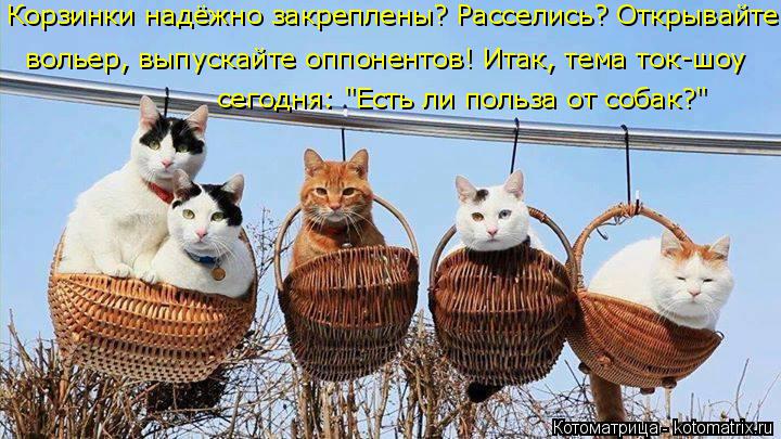 Корзинки надёжно закреплены? Расселись? Открывайте сегодня: "Есть ли польза от собак?" вольер, выпуск... Котоматрица: Корзинки надёжно закреплены? Расселись? Открывайте сегодня: "Есть ли польза от собак?" вольер, выпускайте оппонентов! Итак, тема ток-шоу