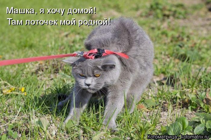 Котоматрица: Машка, я хочу домой! Там лоточек мой родной!