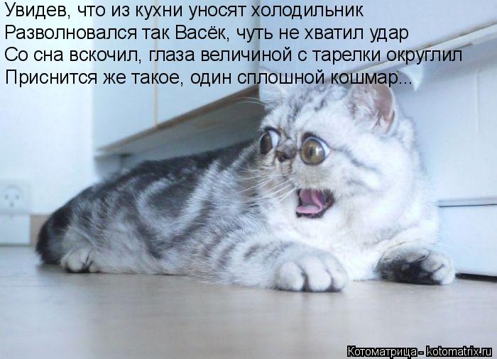 Котоматрица: Увидев, что из кухни уносят холодильник Разволновался так Васёк, чуть не хватил удар Со сна вскочил, глаза величиной с тарелки округлил При