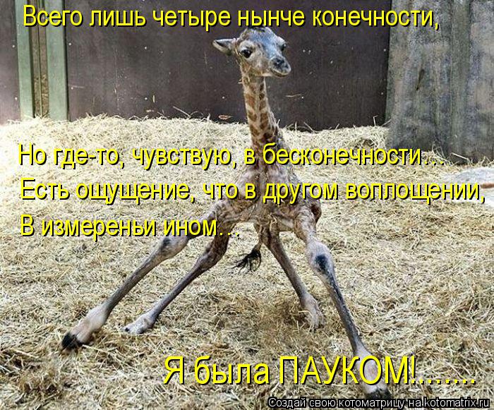 Котоматрица: Всего лишь четыре нынче конечности,  Но где-то, чувствую, в бесконечности… Есть ощущение, что в другом воплощении, В измереньи ином…  Я была 