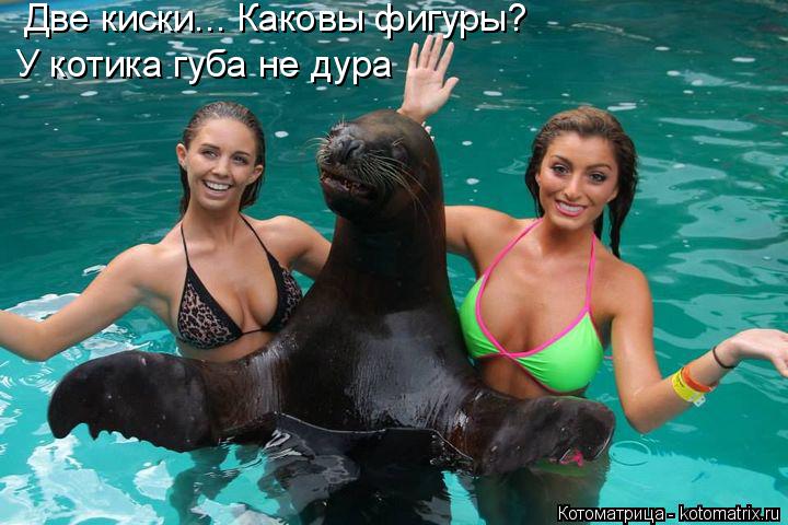 Котоматрица: Две киски... Каковы фигуры? У котика губа не дура