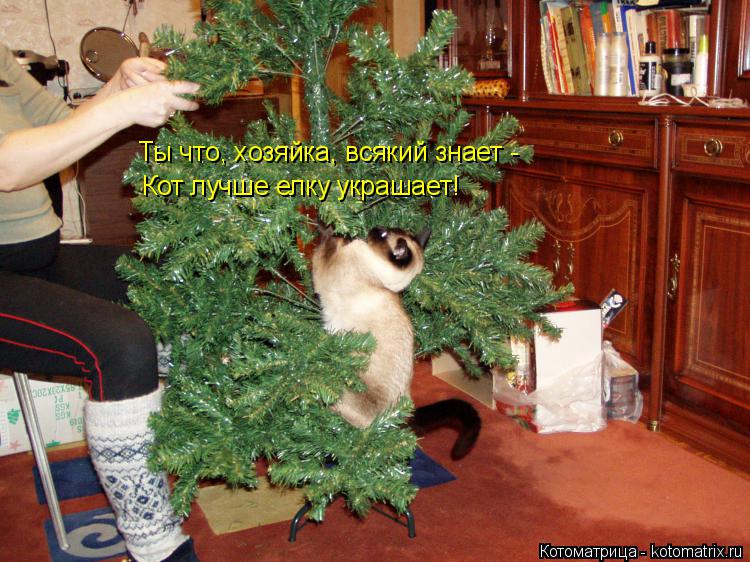 Котоматрица: Ты что, хозяйка, всякий знает - Кот лучше елку украшает!