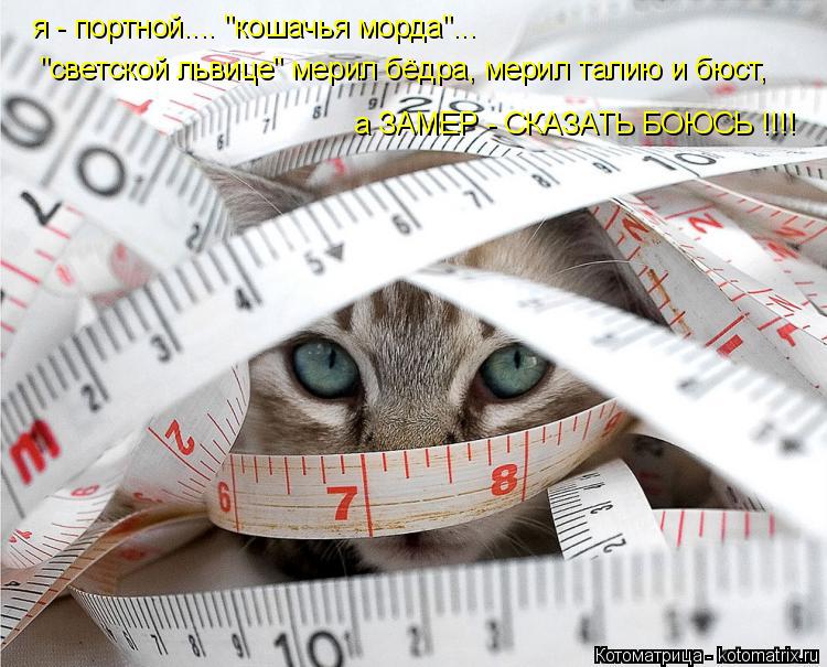 Котоматрица: я - портной.... "кошачья морда"... "светской львице" мерил бёдра, мерил талию и бюст, а ЗАМЕР - СКАЗАТЬ БОЮСЬ !!!!