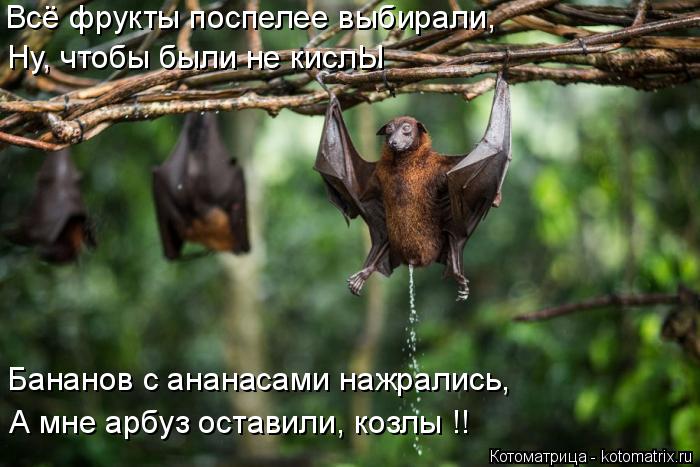 Котоматрица: Всё фрукты поспелее выбирали, Бананов с ананасами нажрались, А мне арбуз оставили, козлы !! Ну, чтобы были не кислЫ