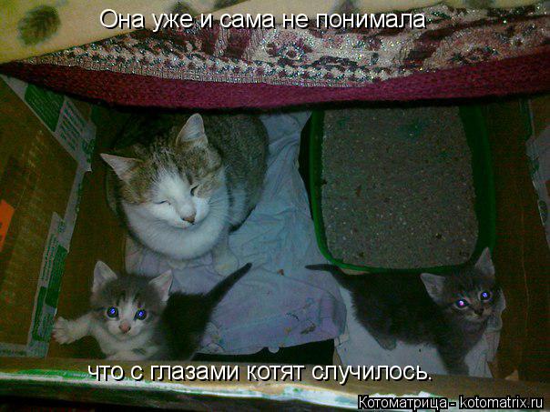 Котоматрица: Она уже и сама не понимала что с глазами котят случилось.
