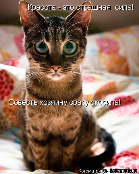 Котоматрица: Красота - это страшная  сила! Совесть хозяину сразу скосила!