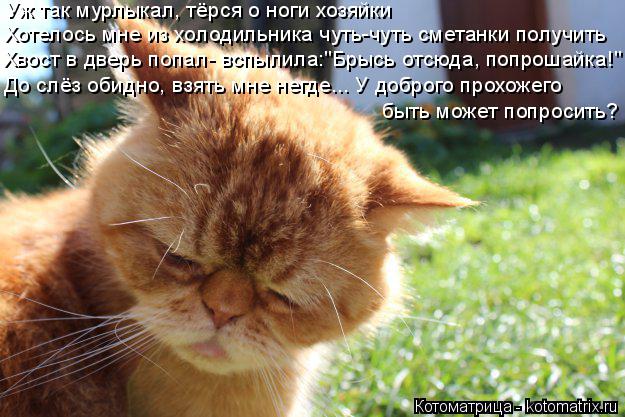Котоматрица: Хотелось мне из холодильника чуть-чуть сметанки получить Уж так мурлыкал, тёрся о ноги хозяйки Хвост в дверь попал- вспылила:"Брысь отсюда, 