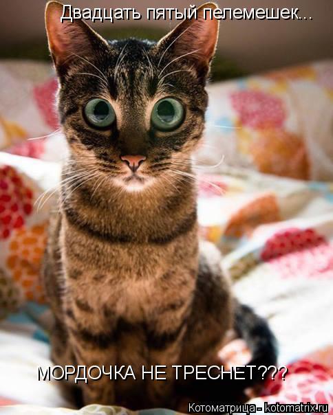 Котоматрица: Двадцать пятый пелемешек... МОРДОЧКА НЕ ТРЕСНЕТ???