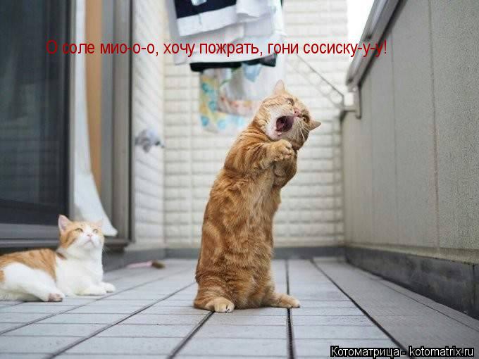 Котоматрица: О соле мио-о-о, хочу пожрать, гони сосиску-у-у!