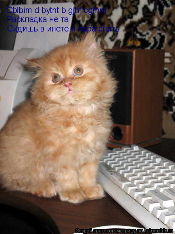 Котоматрица: Cblbim d bytnt b gjhf cgfnm Раскладка не та Сидишь в инете и пора спать