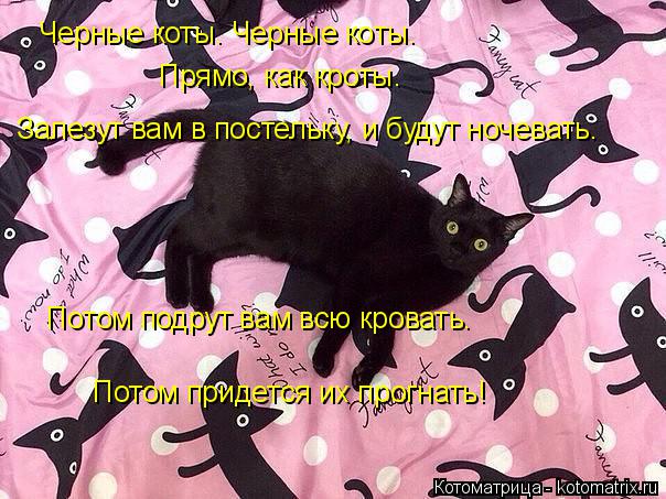 Котоматрица: Черные коты. Черные коты. Прямо, как кроты. Залезут вам в постельку, и будут ночевать. Потом подрут вам всю кровать. Потом придется их прогнат