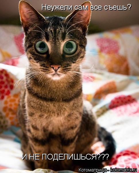 Котоматрица: Неужели сам все съешь? И НЕ ПОДЕЛИШЬСЯ???