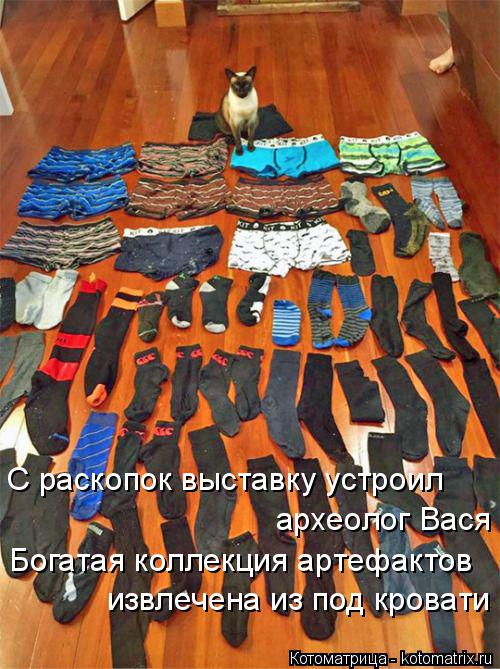 С раскопок выставку устроил археолог Вася извлечена из под кровати Богатая коллекция артефактов... Котоматрица: С раскопок выставку устроил археолог Вася извлечена из под кровати Богатая коллекция артефактов