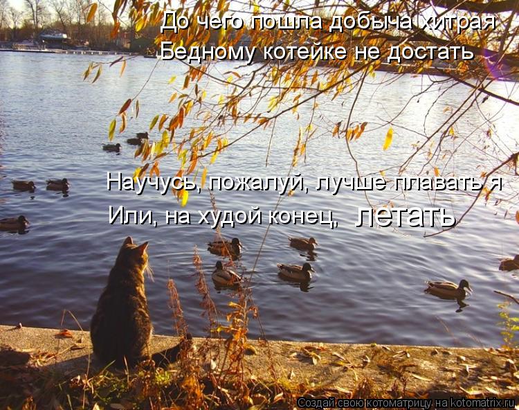 Котоматрица: До чего пошла добыча хитрая Бедному котейке не достать Научусь, пожалуй, лучше плавать я Или, на худой конец, летать