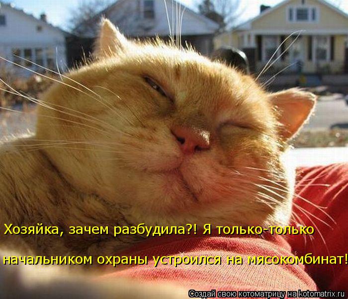 Хозяйка, зачем разбудила?! Я только-только начальником охраны устроился на мясокомбинат!... Котоматрица: Хозяйка, зачем разбудила?! Я только-только начальником охраны устроился на мясокомбинат!