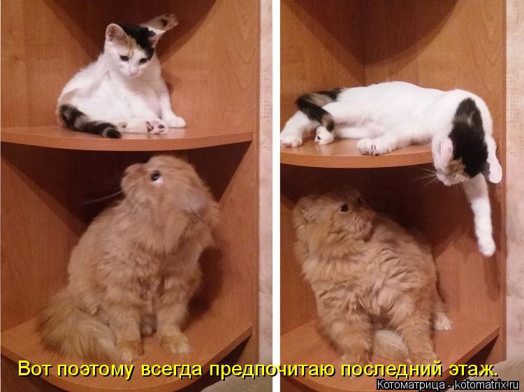 Котоматрица: Вот поэтому всегда предпочитаю последний этаж.