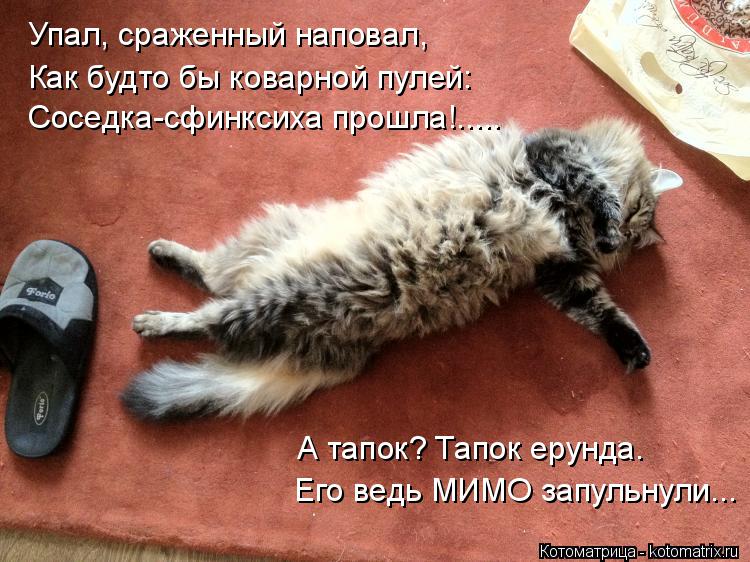 Котоматрица: Упал, сраженный наповал, Как будто бы коварной пулей: Соседка-сфинксиха прошла!..... А тапок? Тапок ерунда. Его ведь МИМО запульнули...