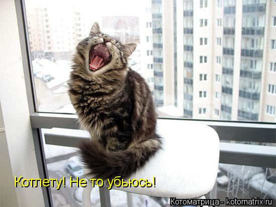 Котоматрица: Котлету! Не то убьюсь!