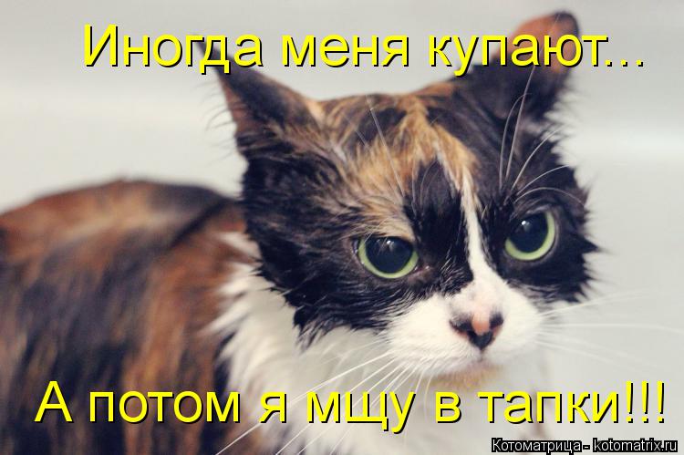 Котоматрица: Иногда меня купают... А потом я мщу в тапки!!!