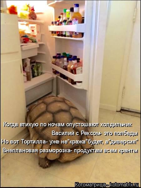 Котоматрица: Когда втихую по ночам опустошают холдильник Василий с Рексом- это полбеды Внеплановая разморозка- продуктам всем кранты Но вот Тортилла- у