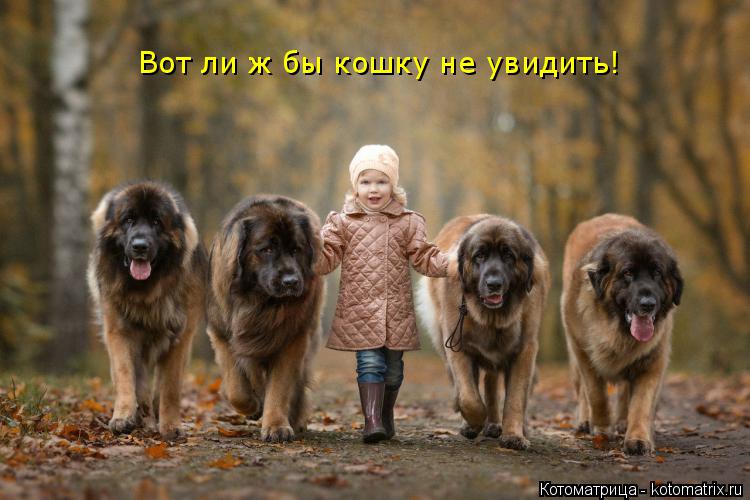 Котоматрица: Вот ли ж бы кошку не увидить!