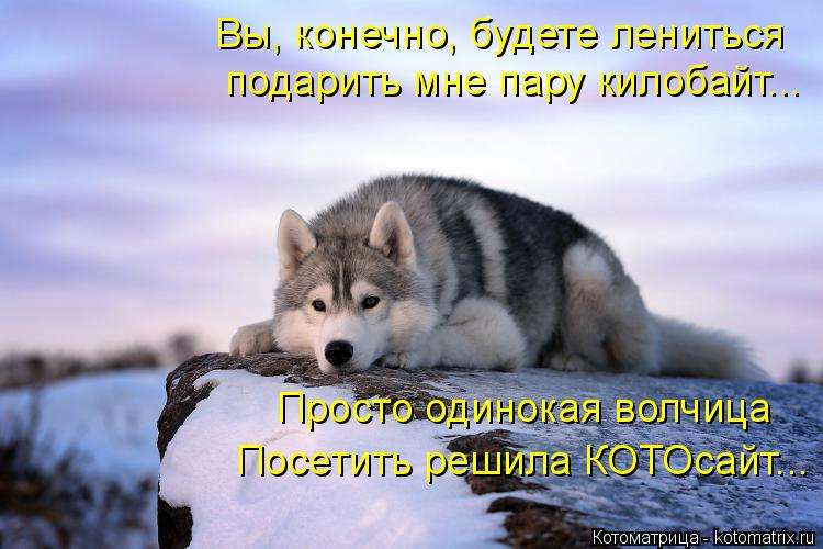 Котоматрица: Просто одинокая волчица Посетить решила КОТОсайт... Вы, конечно, будете лениться подарить мне пару килобайт...