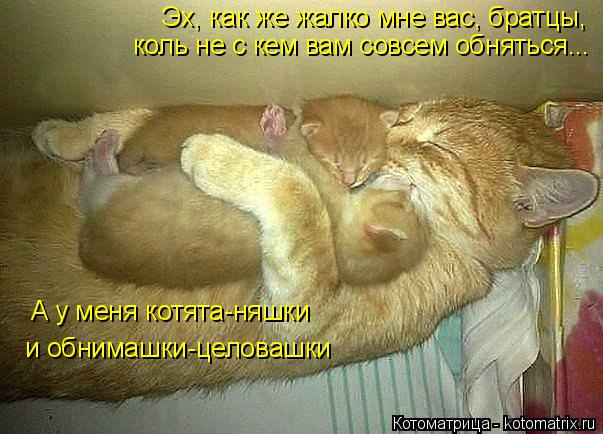 Котоматрица: Эх, как же жалко мне вас, братцы, коль не с кем вам совсем обняться... А у меня котята-няшки  и обнимашки-целовашки