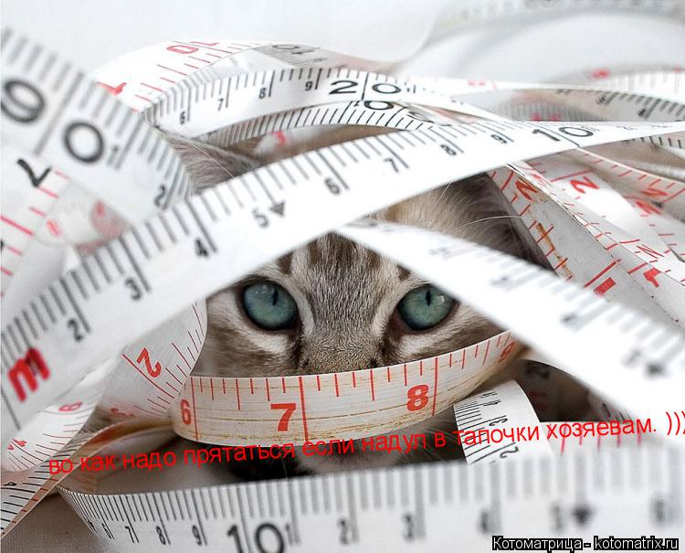 Котоматрица: во как надо прятаться если надул в тапочки хозяевам. )))
