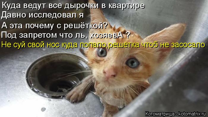 Котоматрица: Куда ведут все дырочки в квартире Давно исследовал я А эта почему с решёткой? Под запретом что ль, хозяевА ? Не суй свой нос куда попало,решёт
