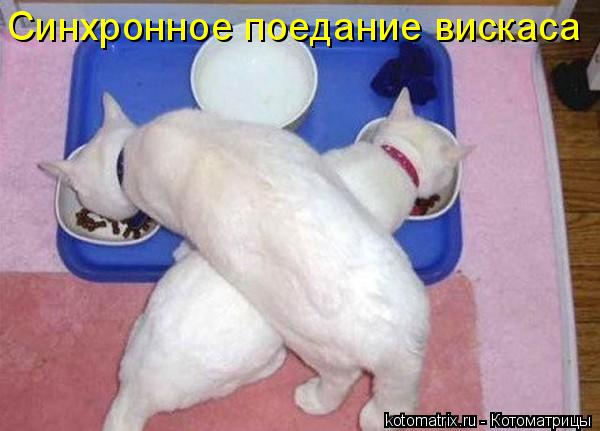 Котоматрица: Синхронное поедание вискаса