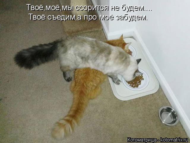 Твоё,моё,мы ссорится не будем.... Твоё съедим,а про моё забудем.... Котоматрица: Твоё,моё,мы ссорится не будем.... Твоё съедим,а про моё забудем.