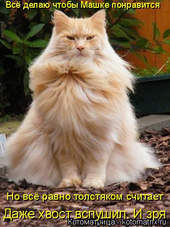 Котоматрица: Всё делаю чтобы Машке понравится Но всё равно толстяком считает Даже хвост вспушил. И зря