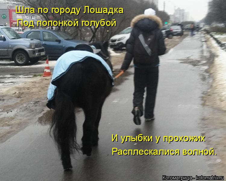 Котоматрица: Шла по городу Лошадка Под попонкой голубой И улыбки у прохожих Расплескалися волной.