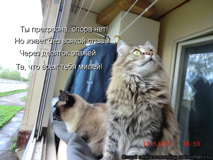 Котоматрица: Ты прекрасна, спора нет! Но живет без всякой славы  Через десяток этажей Та, что всеж тебя милей!