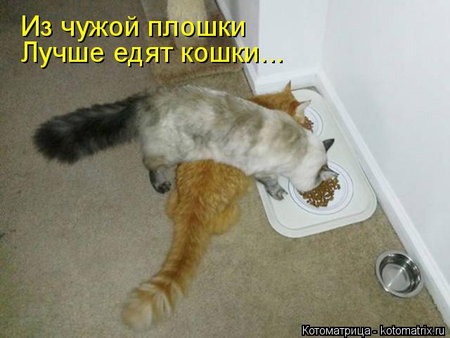 Котоматрица: Из чужой плошки Лучше едят кошки...