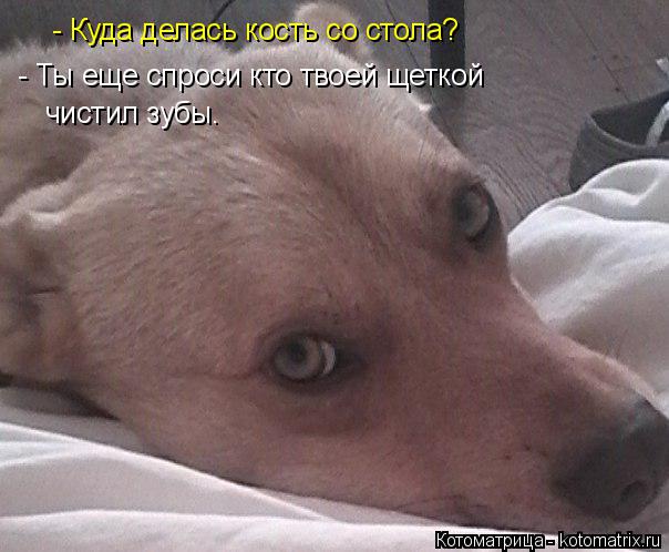 Котоматрица: - Куда делась кость со стола? - Ты еще спроси кто твоей щеткой чистил зубы.