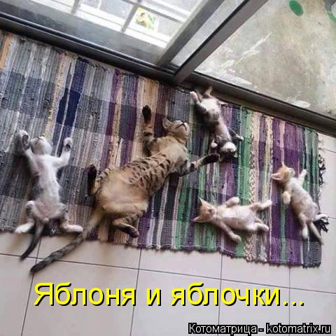 Котоматрица: Яблоня и яблочки...