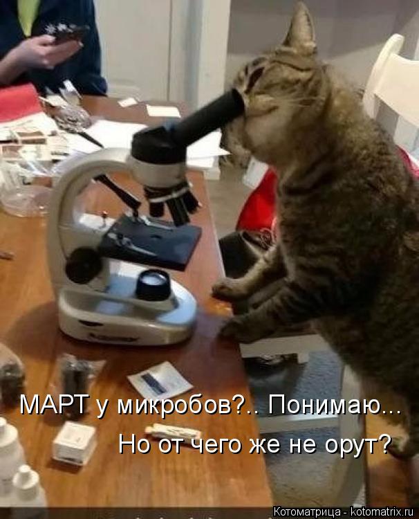 МАРТ у микробов?.. Понимаю... Но от чего же не орут?... Котоматрица: МАРТ у микробов?.. Понимаю... Но от чего же не орут?