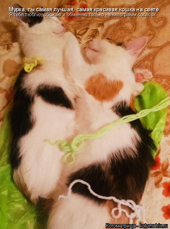 Котоматрица: Мурка, ты самая лучшая, самая красивая кошка на свете Я тебя люблю, обожаю и обменяю только на килограмм сосисок