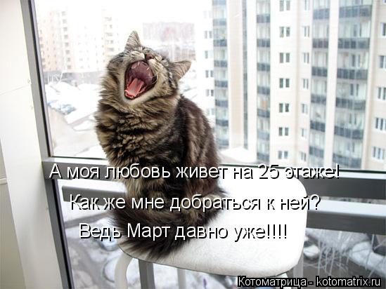 Котоматрица: А моя любовь живет на 25 этаже! Как же мне добраться к ней? Ведь Март давно уже!!!!