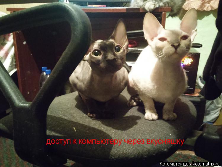 Котоматрица: доступ к компьютеру через вкусняшку