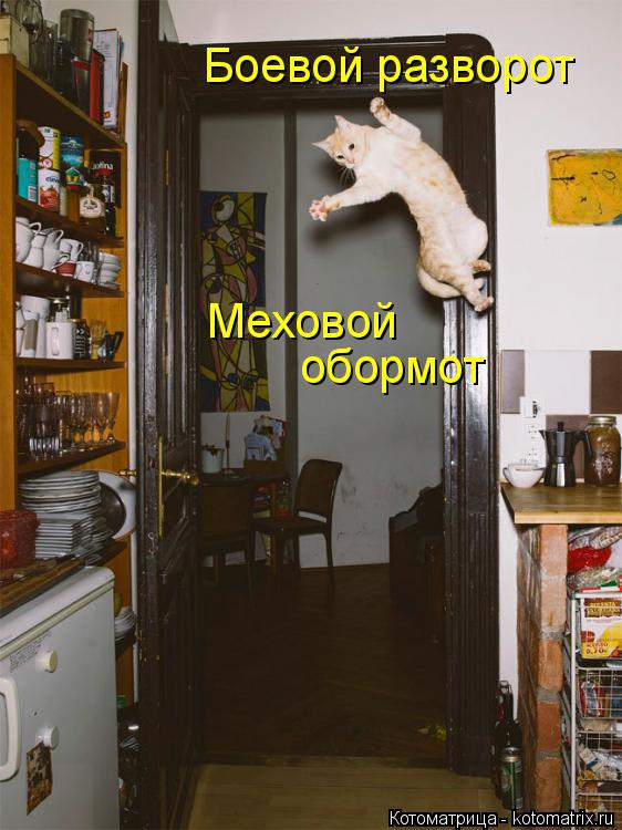 Котоматрица: Боевой разворот Меховой  обормот
